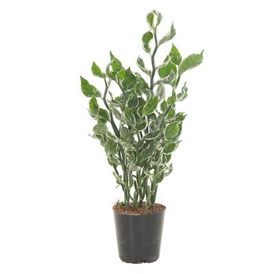 Pedilanthus Tithymaloides &apos;Mystery Planet&apos; - P 12 cm