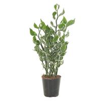 Pedilanthus Tithymaloides &apos;Mystery Planet&apos; - P 12 cm