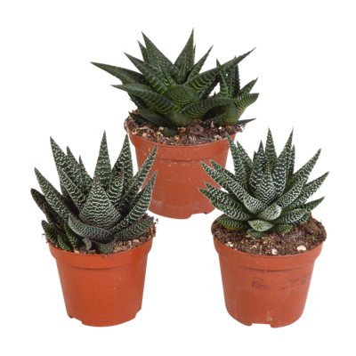 Gasteria/Haworthia mix 8,5cm - 3x - zonder pot