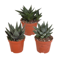 Gasteria/Haworthia mix 8,5cm - 3x - zonder pot