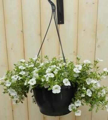 Petunia Million Bells wit Warentuin Natuurlijk - Warentuin natuurlijk