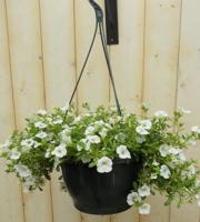 Petunia Million Bells wit Warentuin Natuurlijk - Warentuin natuurlijk