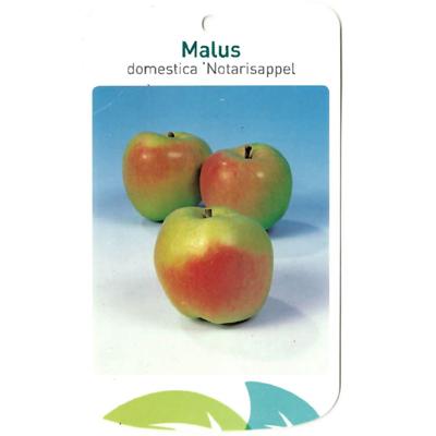 Malus Domestica Notarisappel - Oosterik home