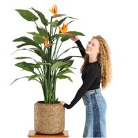 Strelitzia Deluxe kunstplant 145 cm