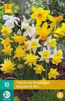X 10 Narcissus Botanisch mix - thumbnail