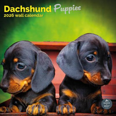 Teckel Puppies Kalender 2026