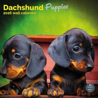 Teckel Puppies Kalender 2026