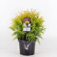 Thuja occidentalis golden globe 25-30 cm - Warentuin natuurlijk