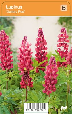 Vips Lupinus Gallery Red - Lupine