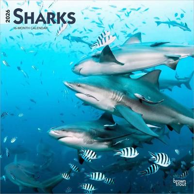 Haaien - Sharks Kalender 2026