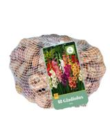 Gladiolen mix 60 bollen