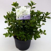 Rododendron (Rhododendron Japonica "Pleasant White") heester - 15-20 cm - 8 stuks - thumbnail