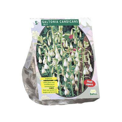 Kaapse Hyacinth