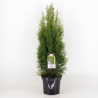 Thuja occidentalis smaragd 40-60 cm - Warentuin natuurlijk