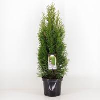 Thuja occidentalis smaragd 40-60 cm - Warentuin natuurlijk