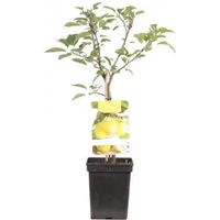 Appelboom Golden Delicious (malus domestica "Golden Delicious") fruitbomen - thumbnail