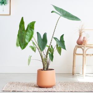 Alocasia Zebrina - Olifantsoor - inclusief Zalmkleurige Keramieken Pot - P19