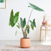 Alocasia Zebrina - Olifantsoor - inclusief Zalmkleurige Keramieken Pot - P19