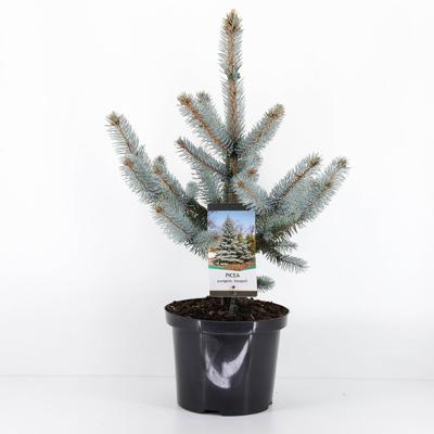 Picea pungens hoopsii 40-50 cm - Warentuin natuurlijk