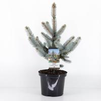 Picea pungens hoopsii 40-50 cm - Warentuin natuurlijk