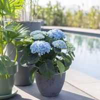 Hydrangea Magical Revolution - Hortensia - Blauw - P14
