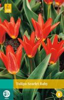 Tulipa Scarlet Baby - Jub