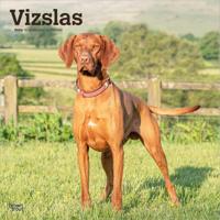 Vizsla Kalender 2026