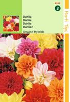 Dahlia Variabilis Unwin S Hybride Gemengd - Hortitops