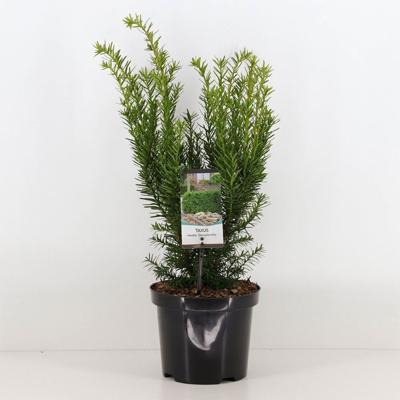 Taxus media densiformis 30-40 cm - Warentuin natuurlijk