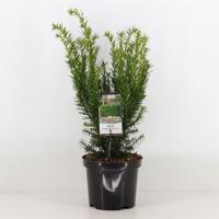 Taxus media densiformis 30-40 cm - Warentuin natuurlijk