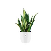 elho brussels diamond round 30cm Binnen Plantenpot Vrijstaand Polypropyleen (PP) Wit - thumbnail