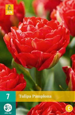Tulipa pamplona - Jub
