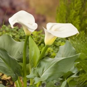 Witte aronskelk (Zantedeschia aethiopica) moerasplant - 6 stuks