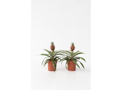 2 Ananas mi Amigo