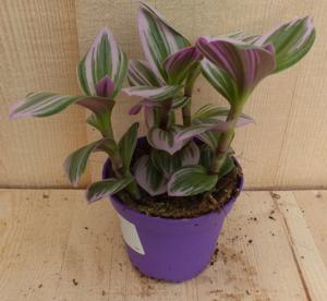 Mini Tradescantia Roze Blad - Warentuin natuurlijk