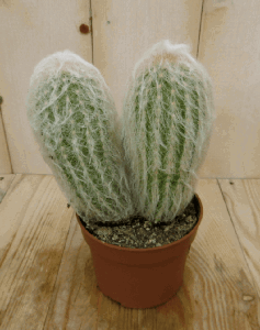 Kamerplant Cactus spinnenweb - Warentuin natuurlijk