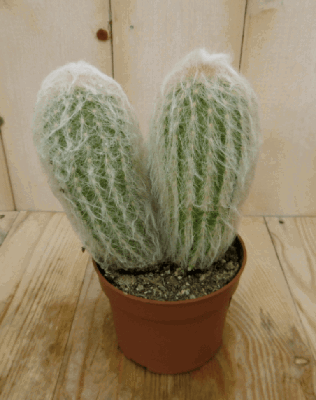 Kamerplant Cactus spinnenweb - Warentuin natuurlijk