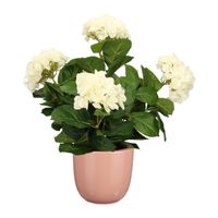 Hortensia kunstplant/kunstbloemen 45 cm - wit - in pot roze glans