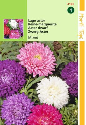 Callistephus Chinensis Dwergchrysanthemum Gemengd - Hortitops