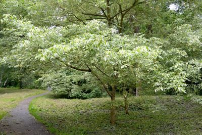 Vederesdoorn
