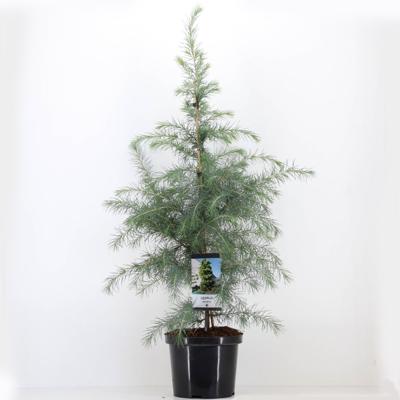 Cedrus deodara 95 cm - Warentuin natuurlijk