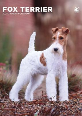 Fox Terrier A3 Kalender 2026