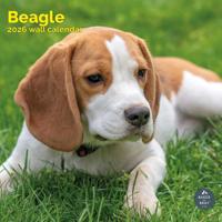 Beagle Kalender 2026