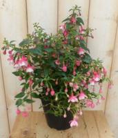Fuchsia vaste licht-roze - Warentuin natuurlijk