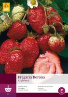 Fragaria korona 5st bloembol zomer Aardbei JUB - Jub