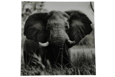 Schilderij olifant vk Dumas zwart/wit-L80B0,4H80CM