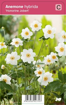 Vips Anemone hybrida Honorine Jobert - Japanse anemoon
