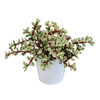 Portulacaria afra Variegata 10,5cm - in witte pot