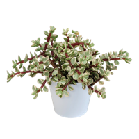 Portulacaria afra Variegata 10,5cm - in witte pot