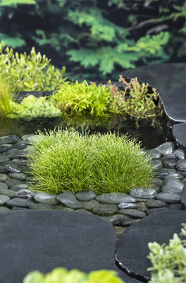 Naaldgras / Scirpus isolepsis Naaldgras / Scirpus isolepsis